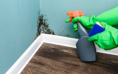 How To Find The Best Black Mold Removal Service