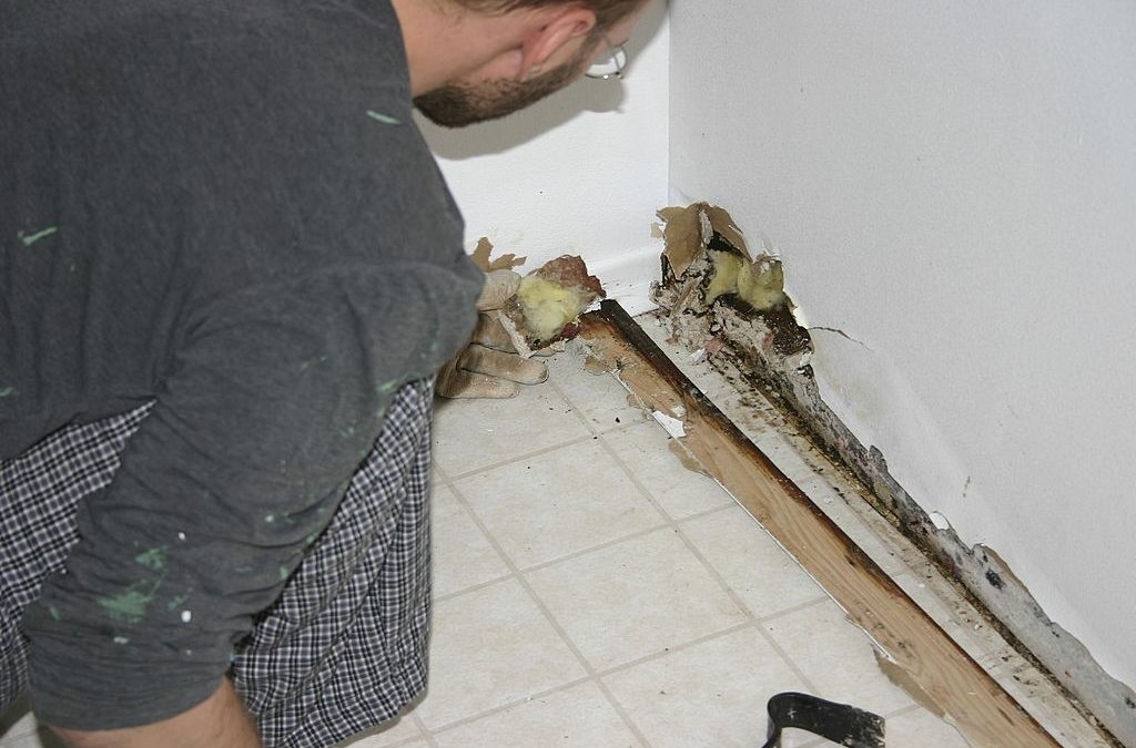 Home Health With Mold Remediation – How Is it Important to You