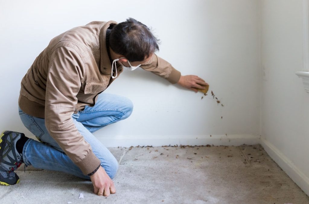Home Mold Inspection For Your Safety
